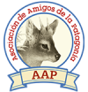 LOGO-AAP